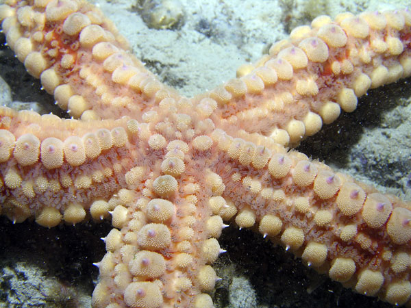 Marthasterias glacialis (Linnaeus, 1758)